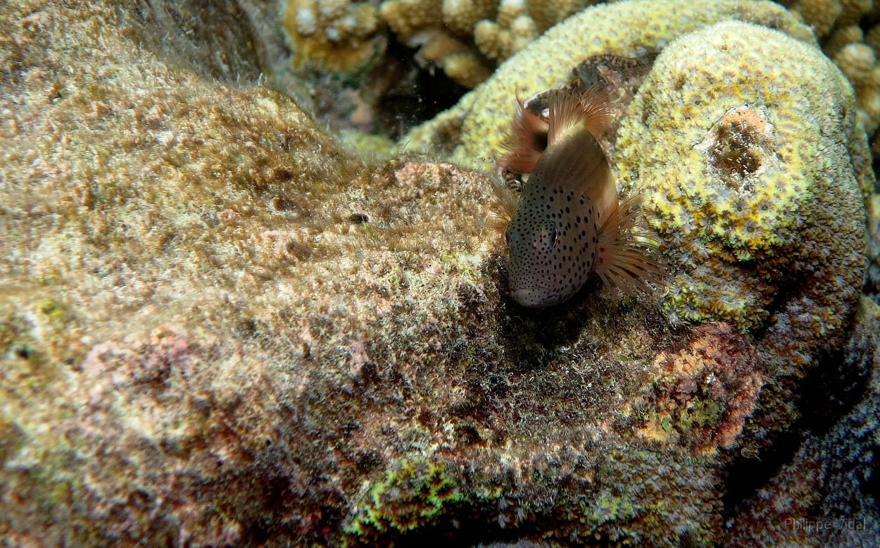 Velidhu - 2013_03_09 - IMG_0280r_Poisson faucon a taches de rousseur - Paracirrhites forsteri_House reef_pmt.jpg